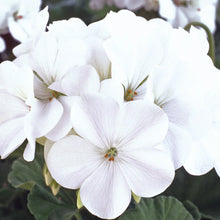 Load image into Gallery viewer, Geranium Horizon White
