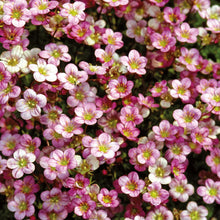Load image into Gallery viewer, Alpine Saxifraga Floral Carpet

