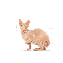 Load image into Gallery viewer, Royal Canin Cat Sphynx Adult 10kg Expires 27/05/26
