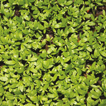 Load image into Gallery viewer, Little Growers Cress Curly Top
