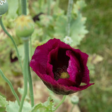 Load image into Gallery viewer, Poppy Laurens Grape
