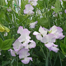 Load image into Gallery viewer, Sweet Pea Albutt Blue

