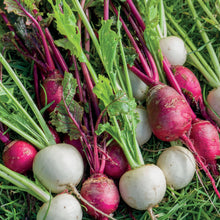 Load image into Gallery viewer, Turnip Temari Red &amp; White Mix
