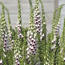 Load image into Gallery viewer, Foxglove Bubbly Pink F1

