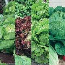 Load image into Gallery viewer, Lettuce All Season Collection Pack
