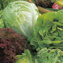 Load image into Gallery viewer, Lettuce Allsorts
