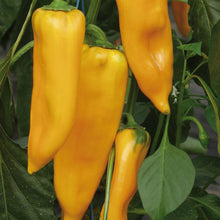 Load image into Gallery viewer, Pepper (Sweet) Palladio F1
