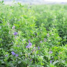 Load image into Gallery viewer, HayDay Coarse and Crunchy Alfalfa Hay
