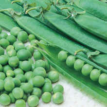 Load image into Gallery viewer, Pea Kelvedon Wonder
