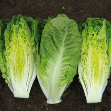 Load image into Gallery viewer, Unwins Cut-and-Come-Again Salad Seed Bundle
