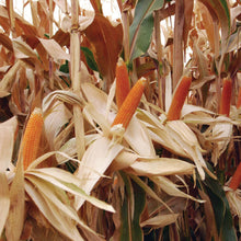 Load image into Gallery viewer, Sweetcorn Popcorn Robust
