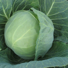 Load image into Gallery viewer, Cabbage Prestar

