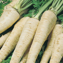 Load image into Gallery viewer, Hamburg Parsley Berliner
