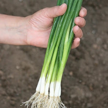 Load image into Gallery viewer, Onion (Spring) Marksman
