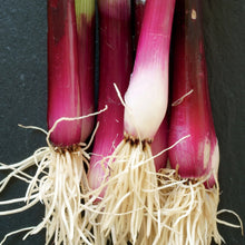 Load image into Gallery viewer, Onion (Spring) Apache
