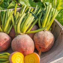 Load image into Gallery viewer, Beetroot Golden Globe

