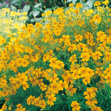 Load image into Gallery viewer, Tagetes Golden Gem
