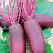 Load image into Gallery viewer, Beetroot Taunus F1
