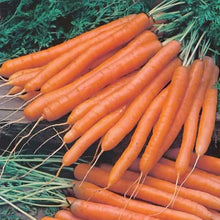 Load image into Gallery viewer, Carrot Amsterdam 2 Solo
