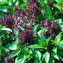 Load image into Gallery viewer, Herb Basil Thai
