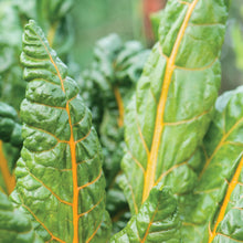 Load image into Gallery viewer, Swiss Chard Bright Yellow

