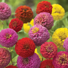 Load image into Gallery viewer, Zinnia Cupid Mix
