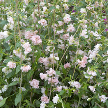 Load image into Gallery viewer, Clarkia Appleblossom
