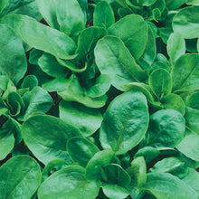 Load image into Gallery viewer, Unwins Cut-and-Come-Again Salad Seed Bundle
