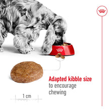 Load image into Gallery viewer, Royal Canin Medium Adult 7+ Dry Dog Food 1 x 15Kg

