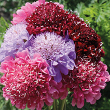 Load image into Gallery viewer, Scabious Cherry Berry Mix
