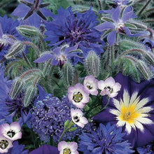 Load image into Gallery viewer, Unwins Sea of Blue Mixed Annuals
