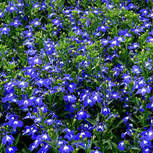 Load image into Gallery viewer, Lobelia Masterpiece Blue
