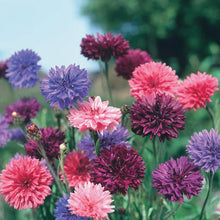 Load image into Gallery viewer, Cornflower Double Mix
