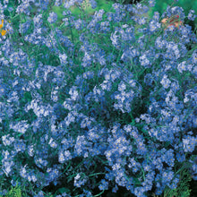 Load image into Gallery viewer, Forget Me Not Blue Cloud

