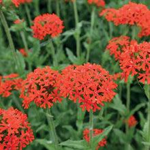 Load image into Gallery viewer, Lychnis Chalcedonica
