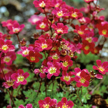 Load image into Gallery viewer, Alpine Saxifraga Purple Robe
