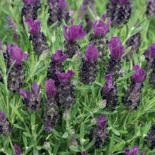 Load image into Gallery viewer, Lavender Bandera Deep Purple
