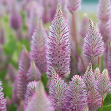 Load image into Gallery viewer, Ptilotus Matilda
