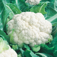 Load image into Gallery viewer, Cauliflower All The Year Round
