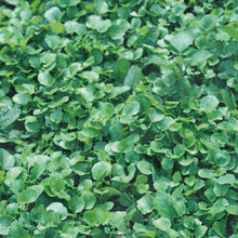 Load image into Gallery viewer, Cress Land American Salad
