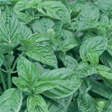 Load image into Gallery viewer, Herb Basil Italian
