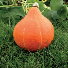 Load image into Gallery viewer, Squash (Winter) Potimarron
