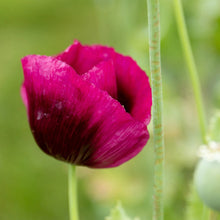 Load image into Gallery viewer, Poppy Laurens Grape
