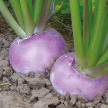 Load image into Gallery viewer, Turnip Sweet Bell
