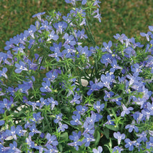 Load image into Gallery viewer, Lobelia Sapphire (Trailing)
