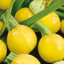 Load image into Gallery viewer, Courgette One Ball F1
