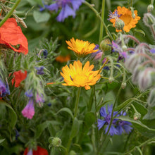 Load image into Gallery viewer, Natures Haven Easy Wildflower 1.2kg Box
