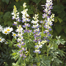 Load image into Gallery viewer, Lupin Blue Javelin
