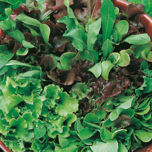 Load image into Gallery viewer, Little Growers Lettuce Cut n' come again
