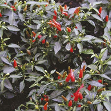 Load image into Gallery viewer, Pepper (Chilli) Demon Red
